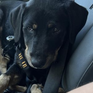 True, Adult Female Rottweiler