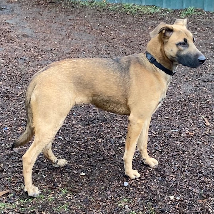 Cheese Stick, an adoptable Rhodesian Ridgeback, German Shepherd Dog in Spokane, WA, 99202 | Photo Image 1