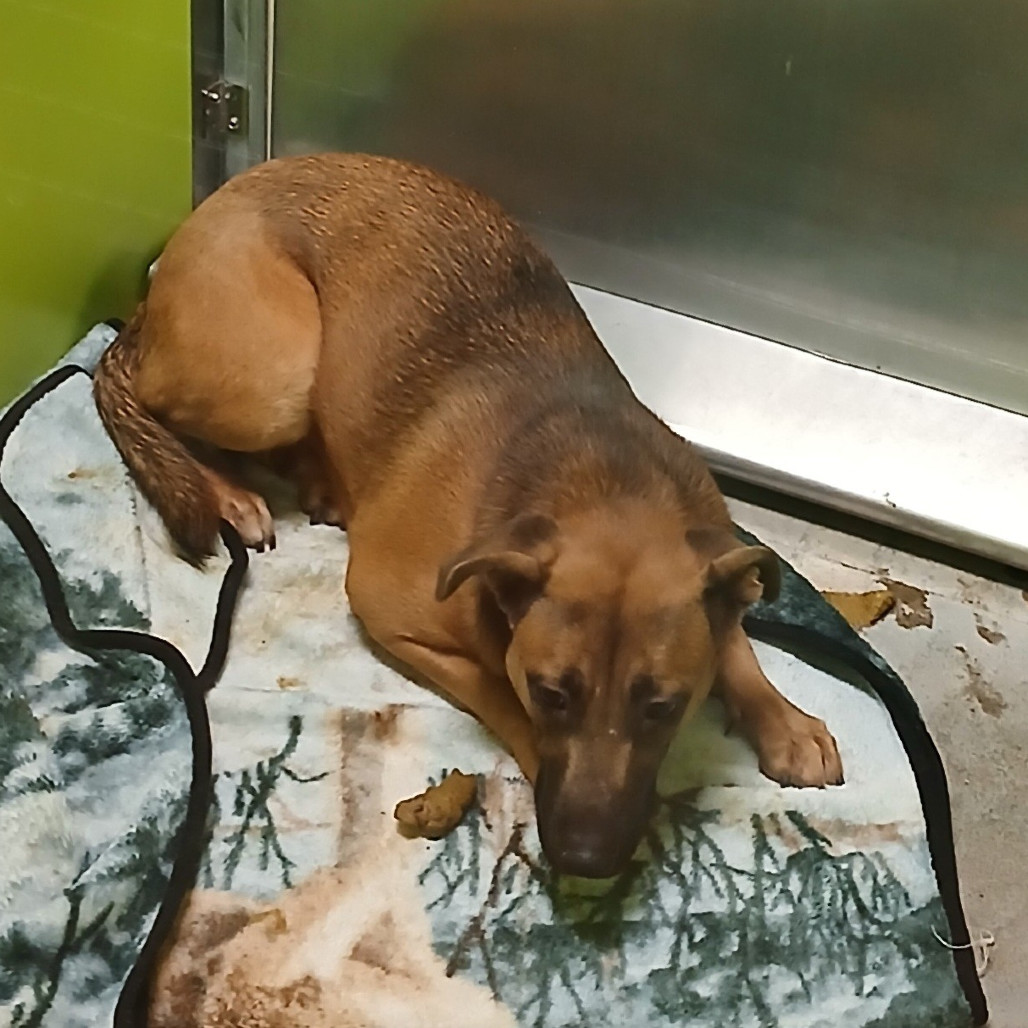 Cheese Stick, an adoptable Rhodesian Ridgeback, German Shepherd Dog in Spokane, WA, 99202 | Photo Image 2
