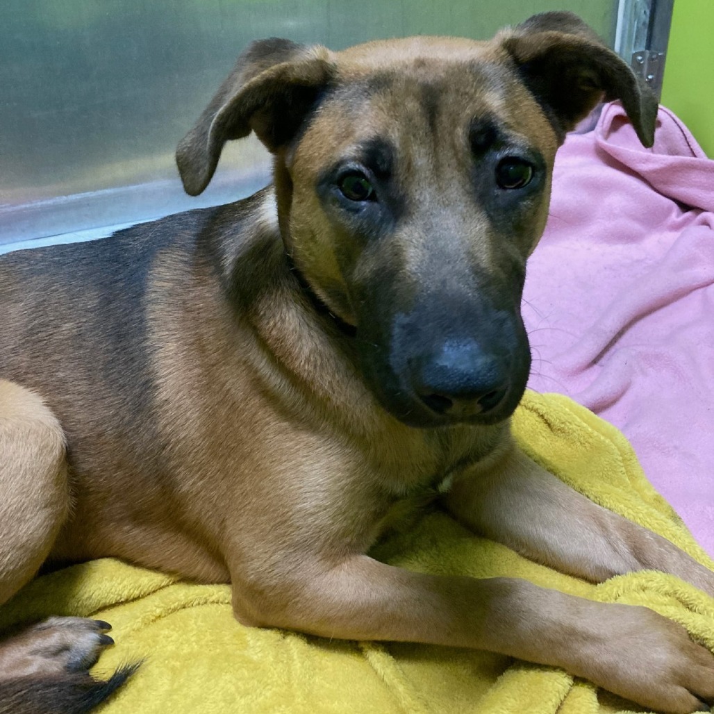 Cheese Stick, an adoptable Rhodesian Ridgeback, German Shepherd Dog in Spokane, WA, 99202 | Photo Image 3