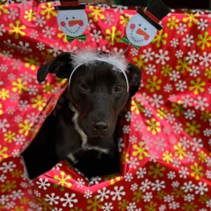 Phoebe, Adult Female Black Labrador Retriever
