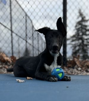 Pixie, Baby Female Labrador Retriever