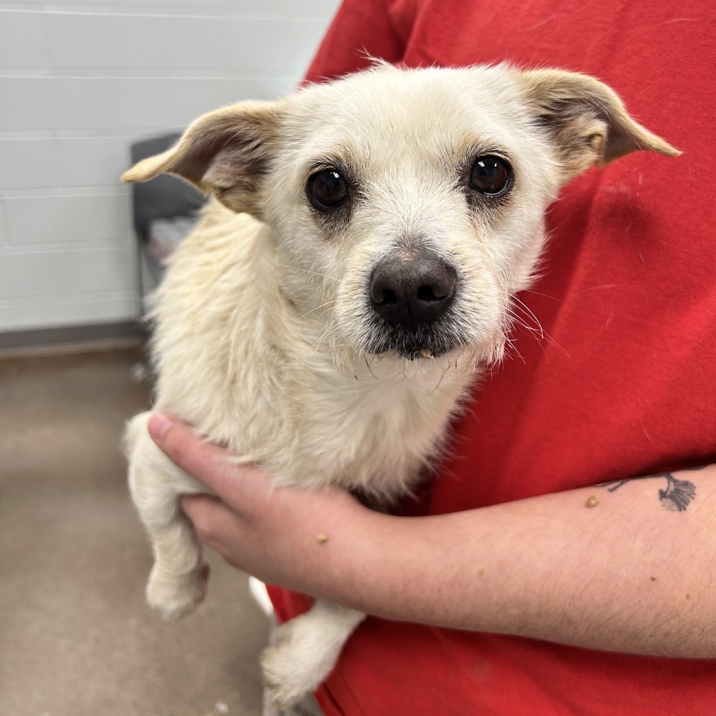 Arctic, an adoptable Schnauzer, Havanese in Chattanooga, TN, 37406 | Photo Image 1