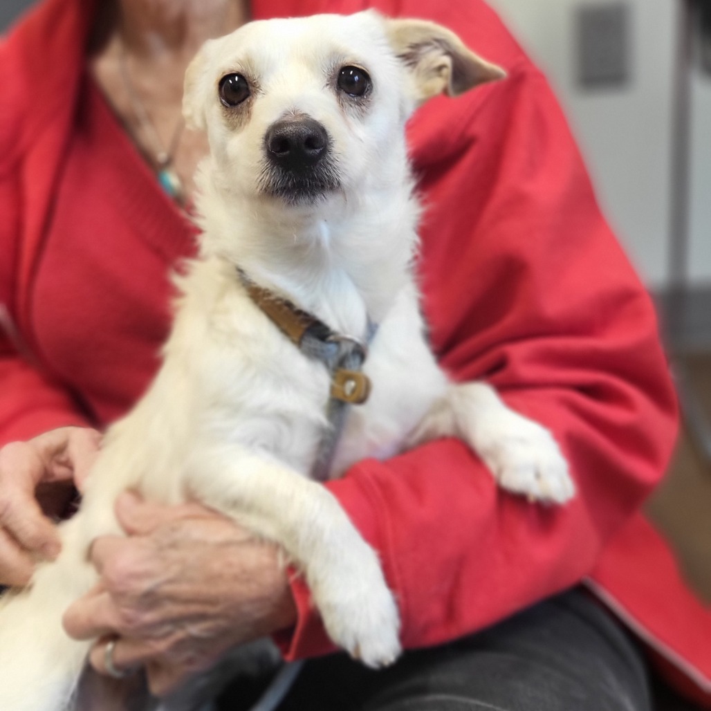 Arctic, an adoptable Schnauzer, Havanese in Chattanooga, TN, 37406 | Photo Image 2