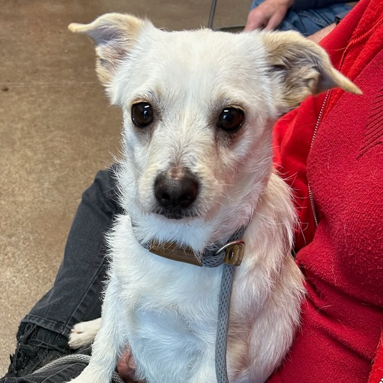 Arctic, an adoptable Schnauzer, Havanese in Chattanooga, TN, 37406 | Photo Image 3