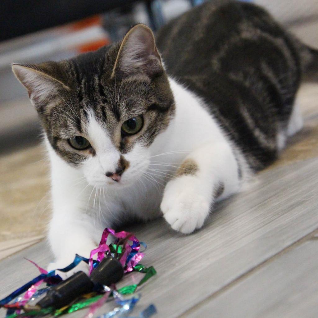 KitKat