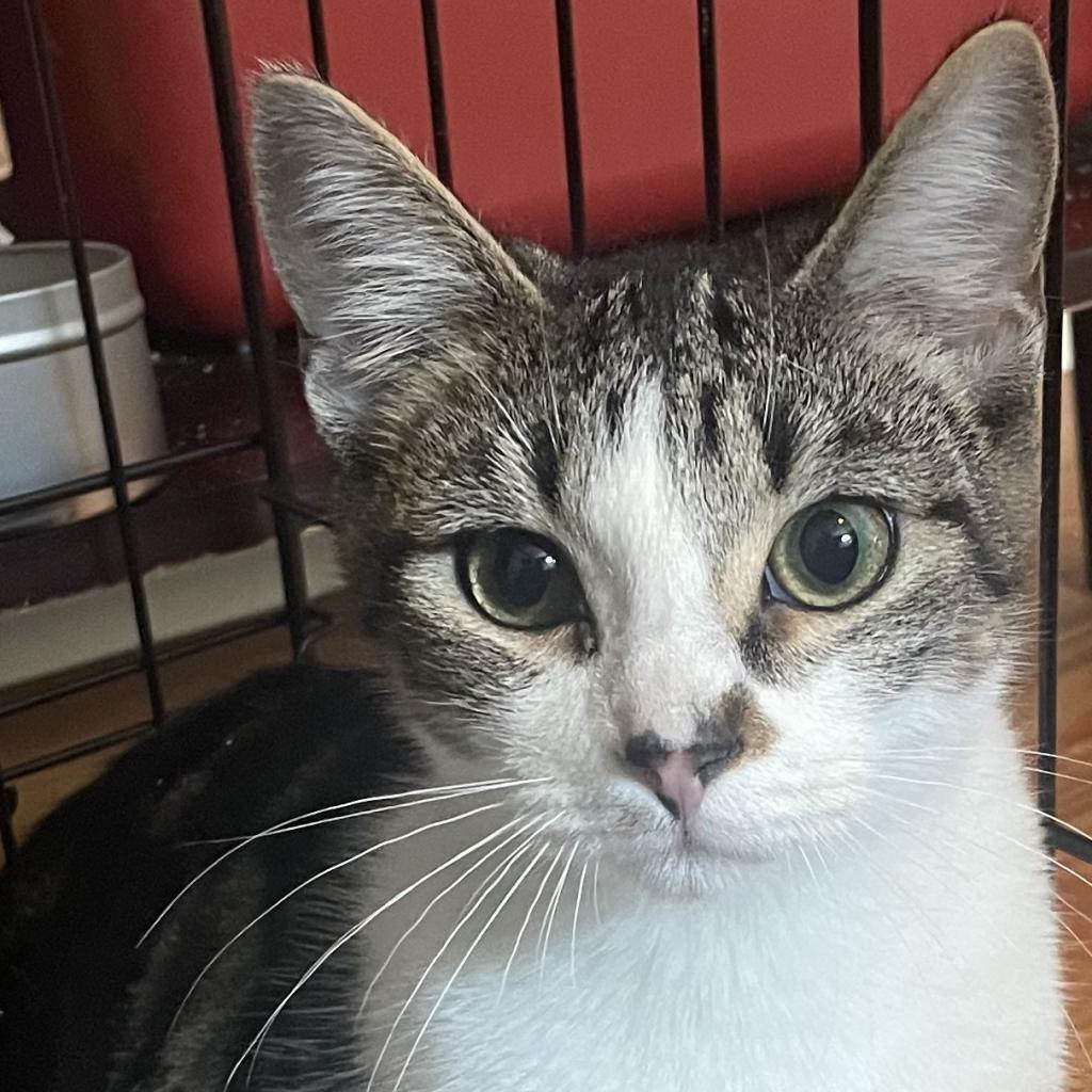 KitKat
