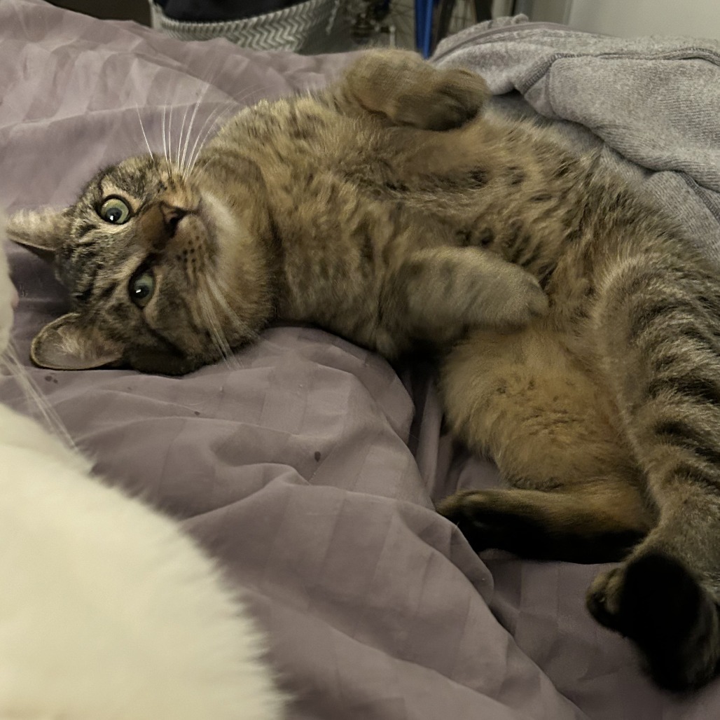 Felix