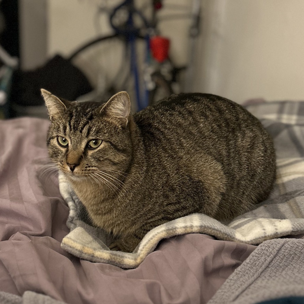 Felix