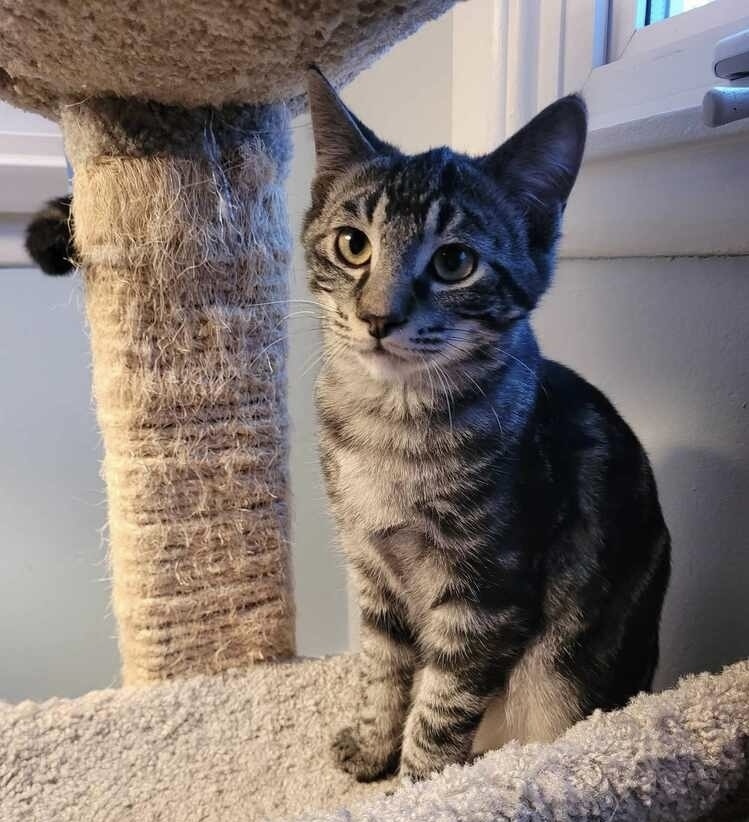 Ava