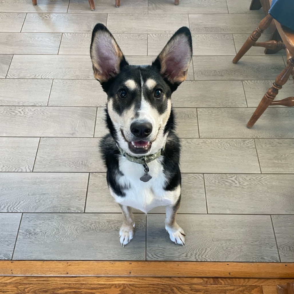 Loki, an adoptable Mixed Breed in Duluth, MN, 55804 | Photo Image 1