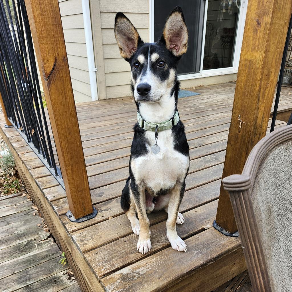 Loki, an adoptable Mixed Breed in Duluth, MN, 55804 | Photo Image 2