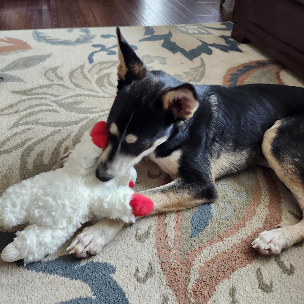Loki, an adoptable Mixed Breed in Duluth, MN, 55804 | Photo Image 3