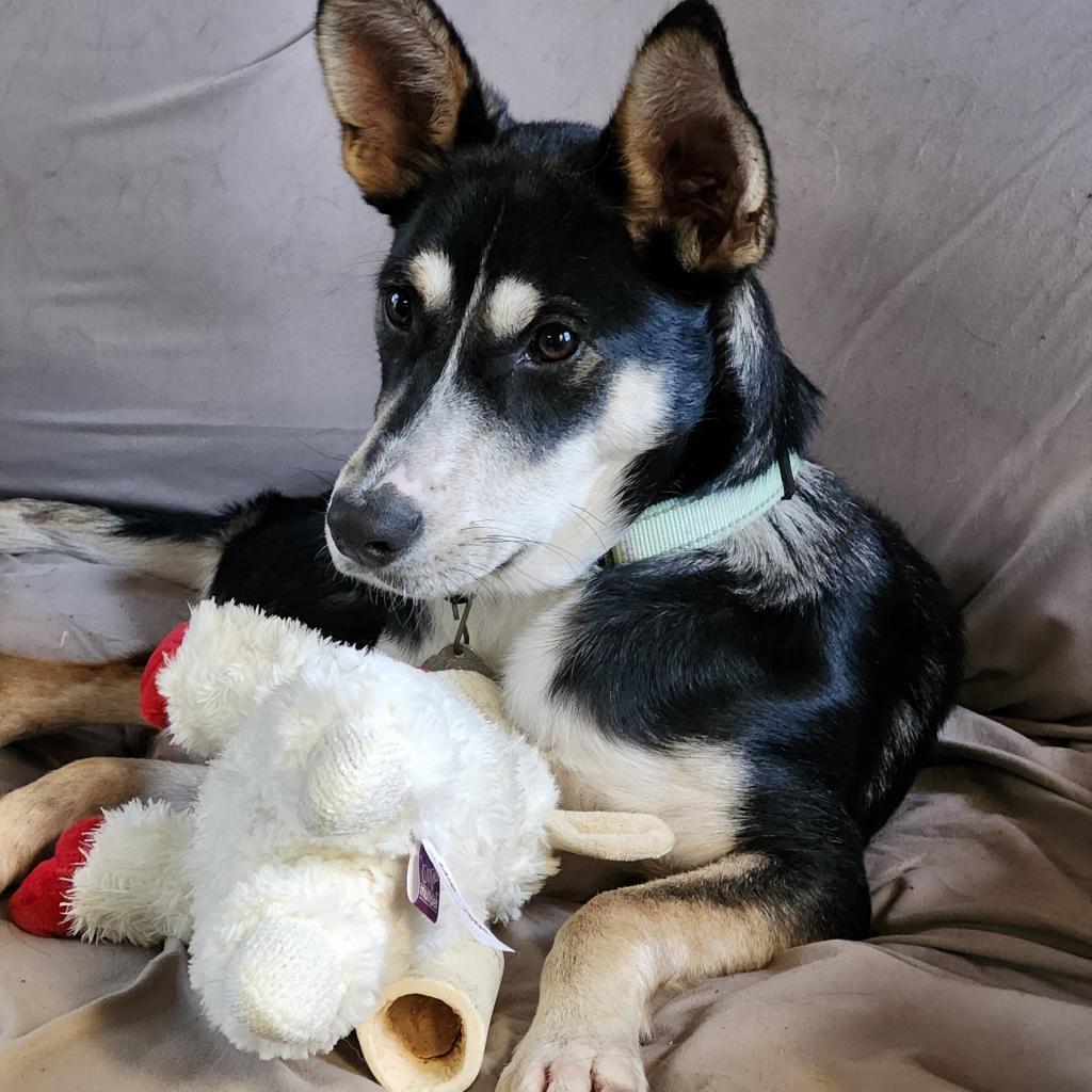 Loki, an adoptable Mixed Breed in Duluth, MN, 55804 | Photo Image 4
