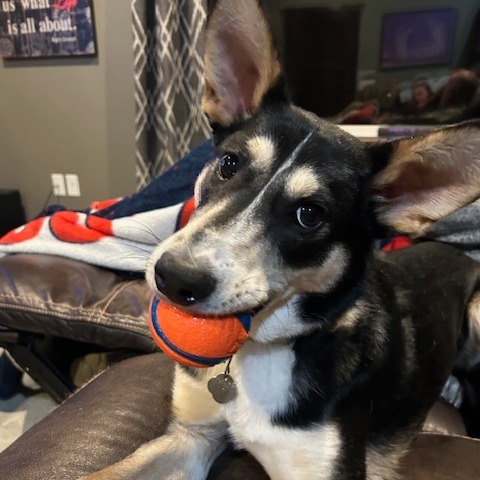 Loki, an adoptable Mixed Breed in Duluth, MN, 55804 | Photo Image 5