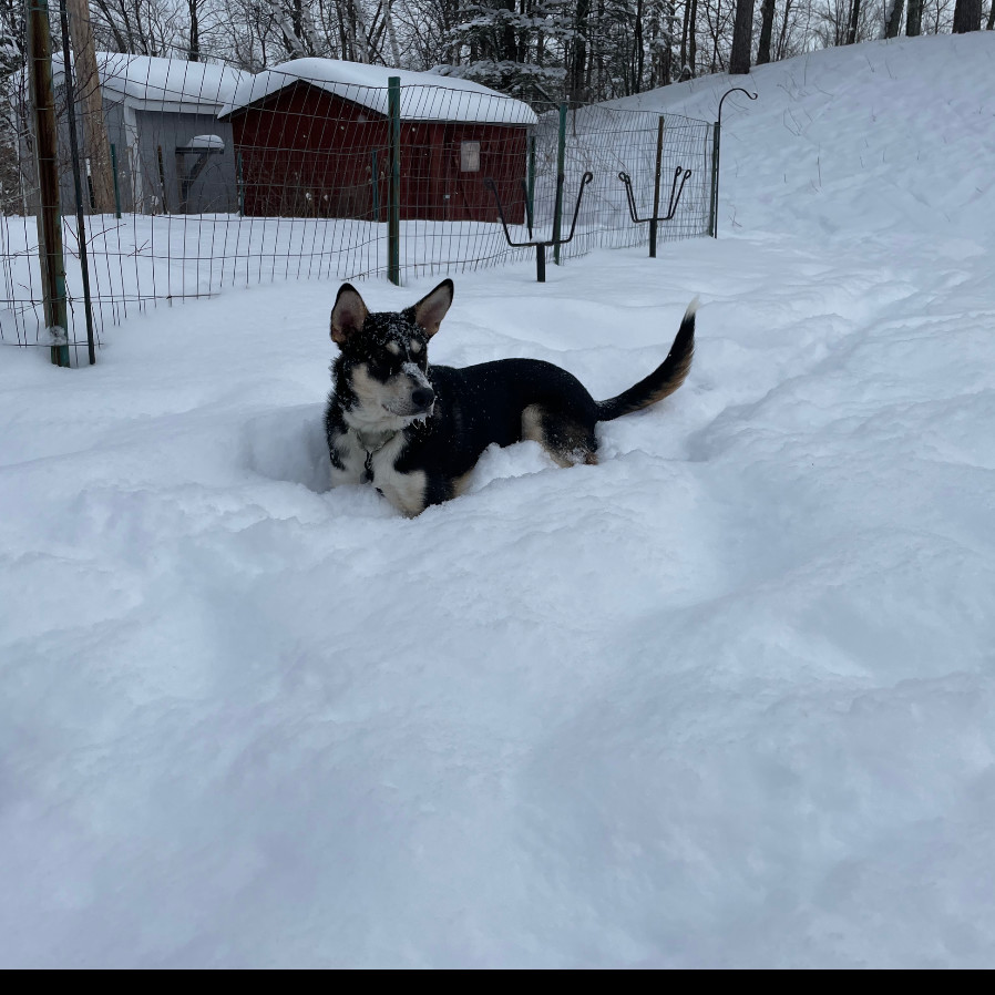 Loki, an adoptable Mixed Breed in Duluth, MN, 55804 | Photo Image 6