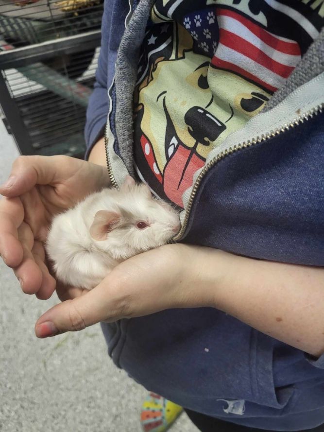 Guinea Pig For Adoption - Champagne, A Guinea Pig In Crystal Lake, Il 