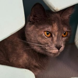 Dancer, Young Female Domestic Short Hair