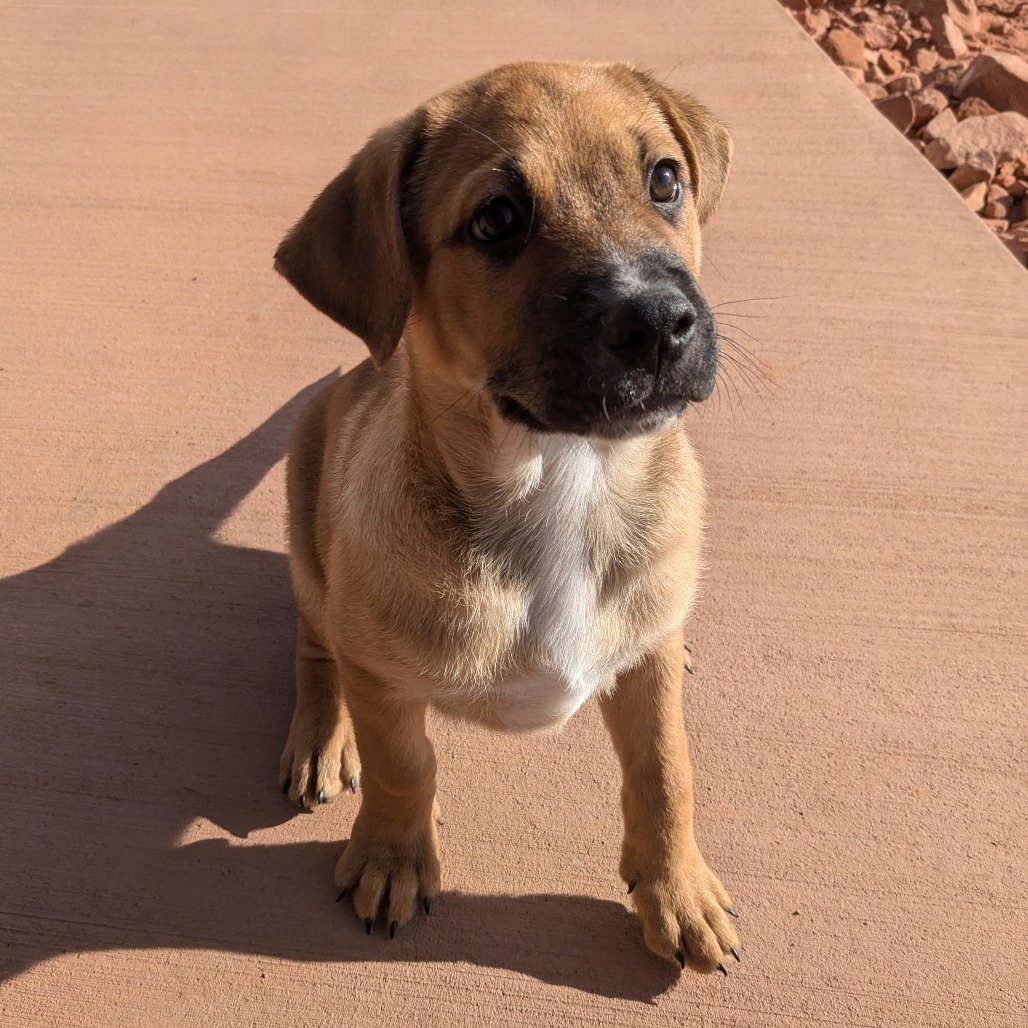 Dog For Adoption - Mars, A Mixed Breed In Moab, Ut 