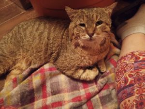 Nunchucks, Young Male Domestic Short Hair