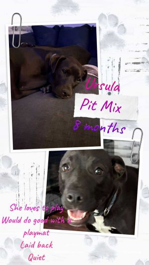 Ursula - Autumn, Adult Female Hound