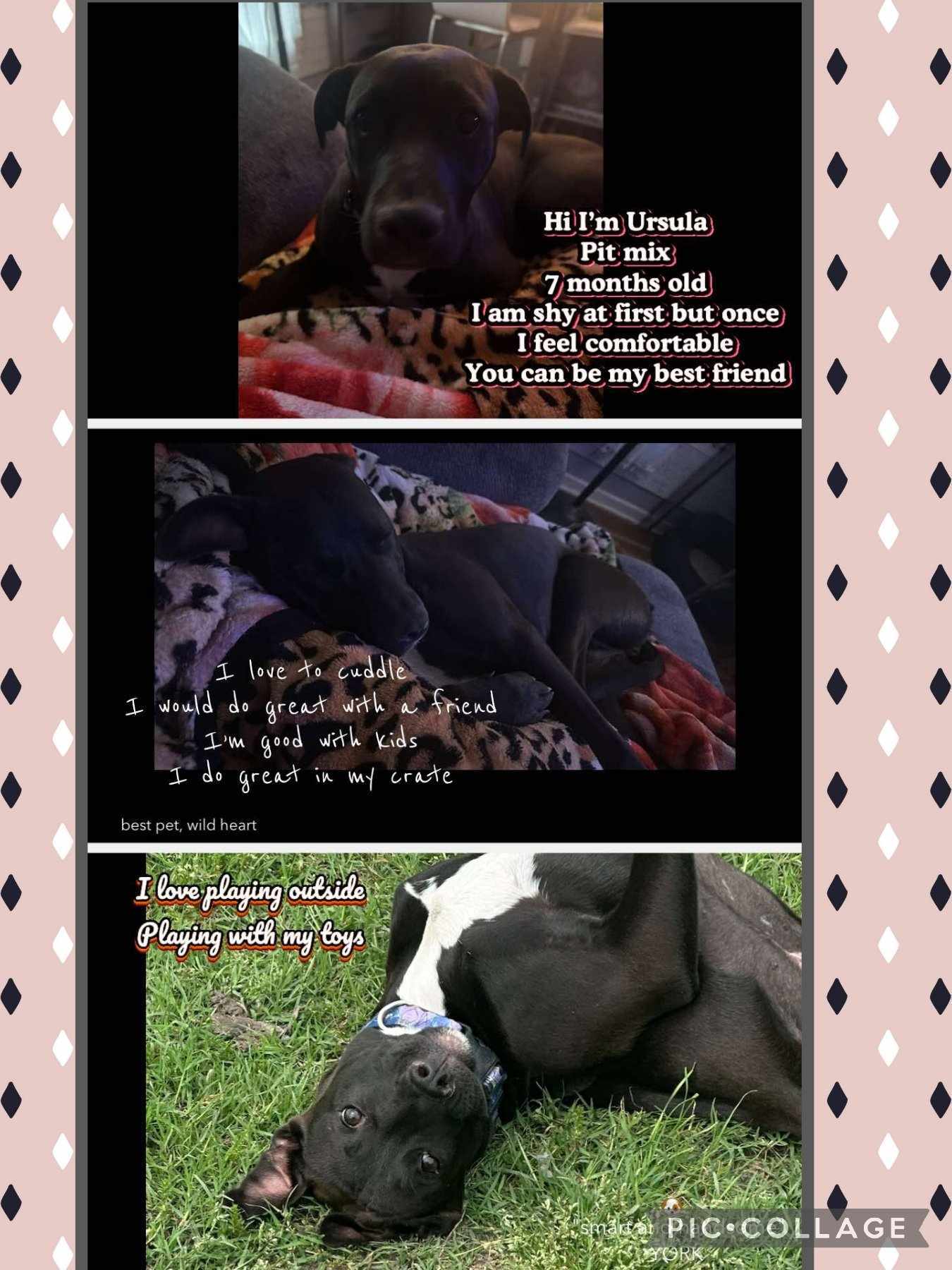 Ursula - Autumn, an adoptable Hound in Hubert, NC, 28539 | Photo Image 2