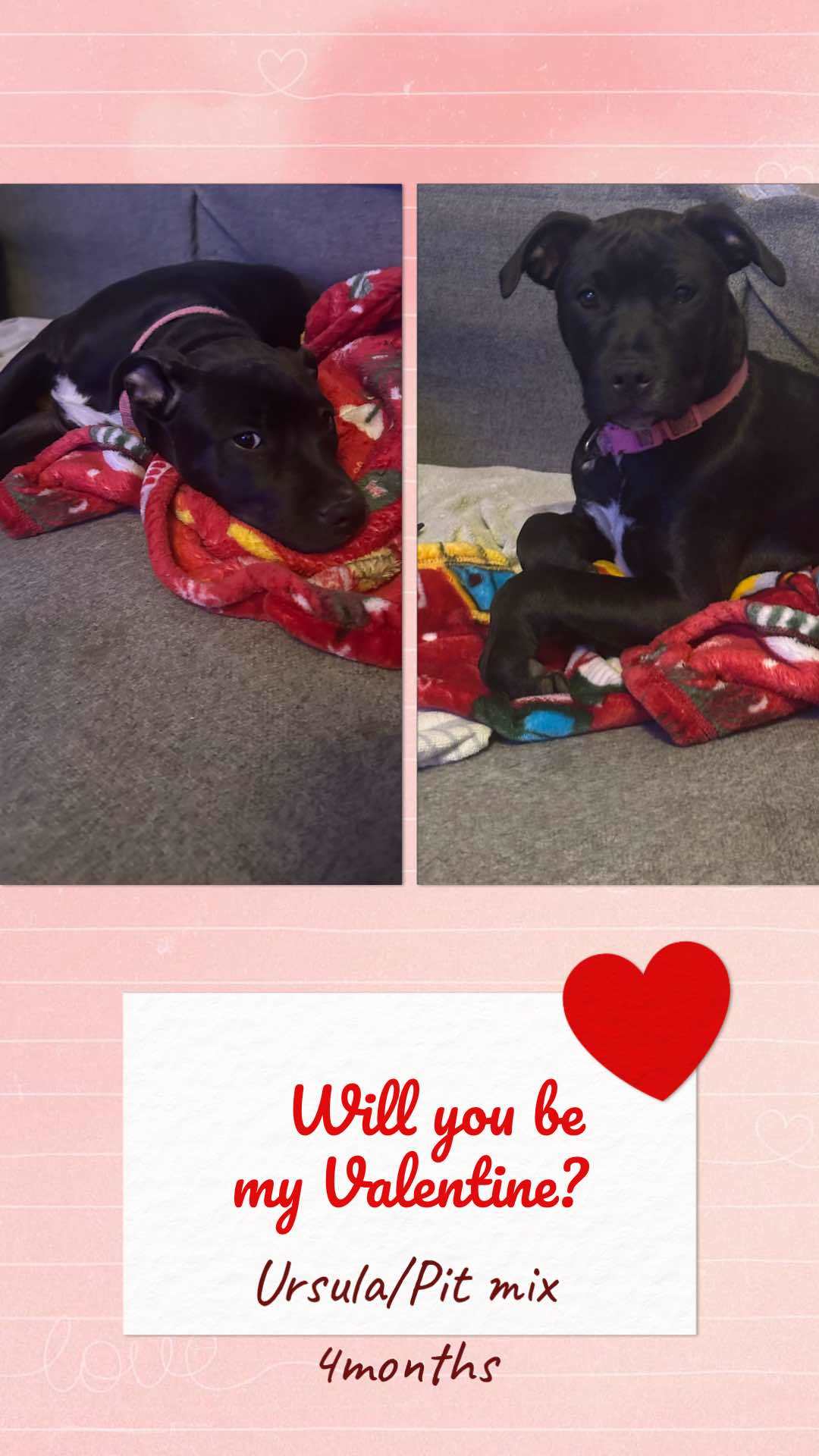 Ursula - Autumn, an adoptable Hound in Hubert, NC, 28539 | Photo Image 3