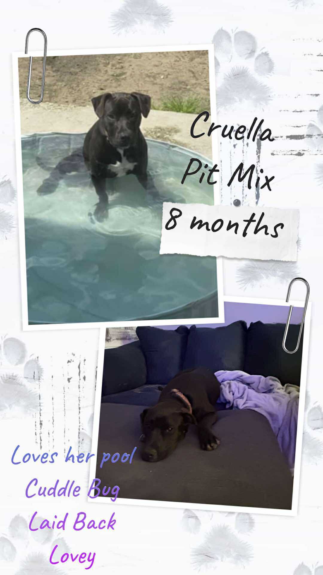 Cruella - Autumn, an adoptable Hound in Hubert, NC, 28539 | Photo Image 1