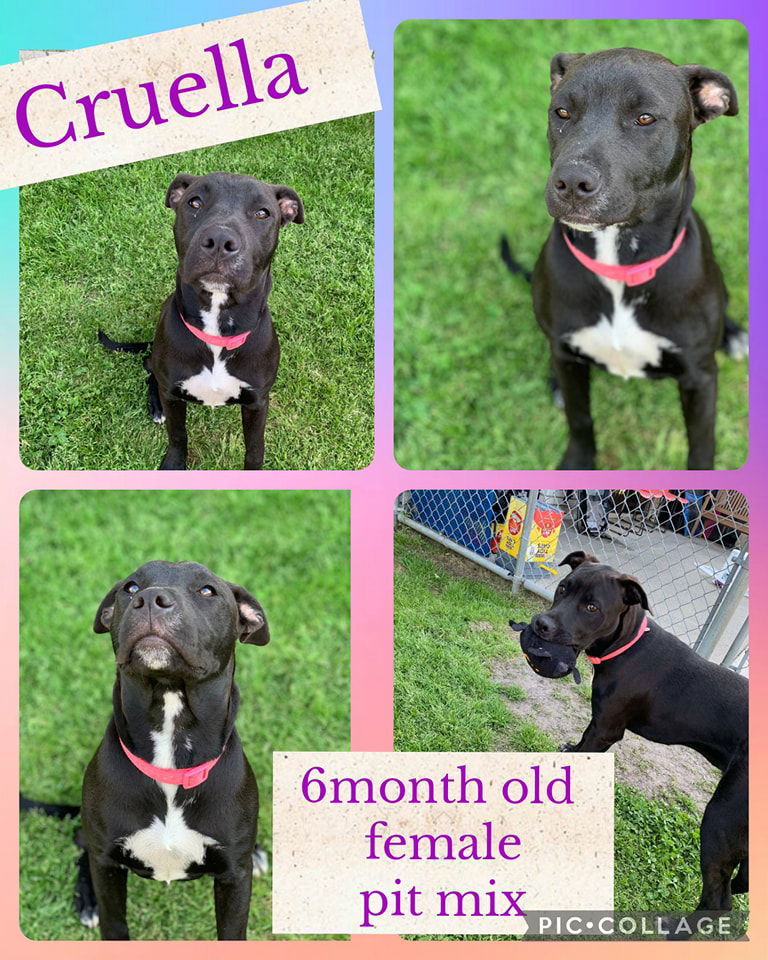 Cruella - Autumn, an adoptable Hound in Hubert, NC, 28539 | Photo Image 2