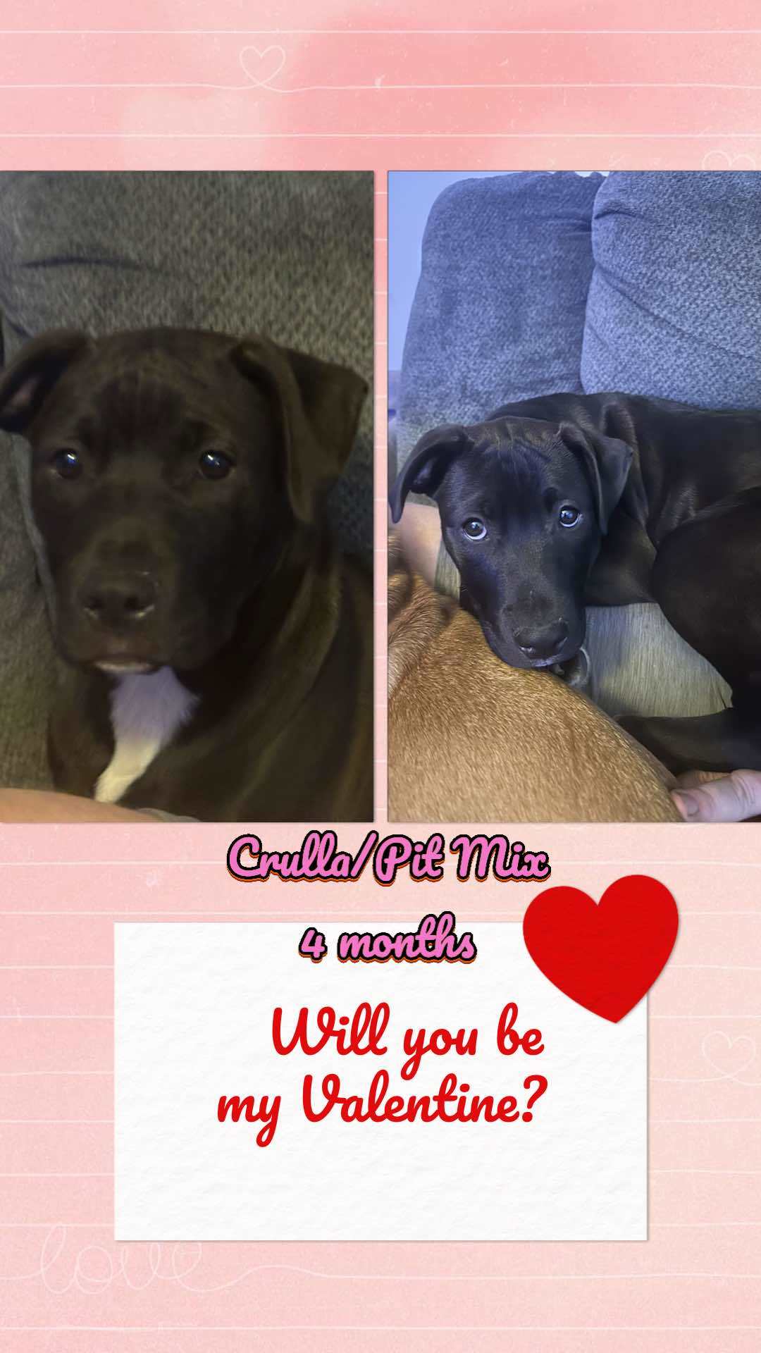 Cruella - Autumn, an adoptable Hound in Hubert, NC, 28539 | Photo Image 3