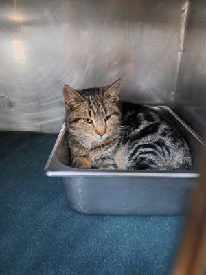 Valentino, Young Male Domestic Short Hair