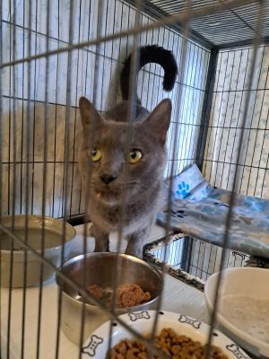 Victoria, Adult Female Domestic Short Hair