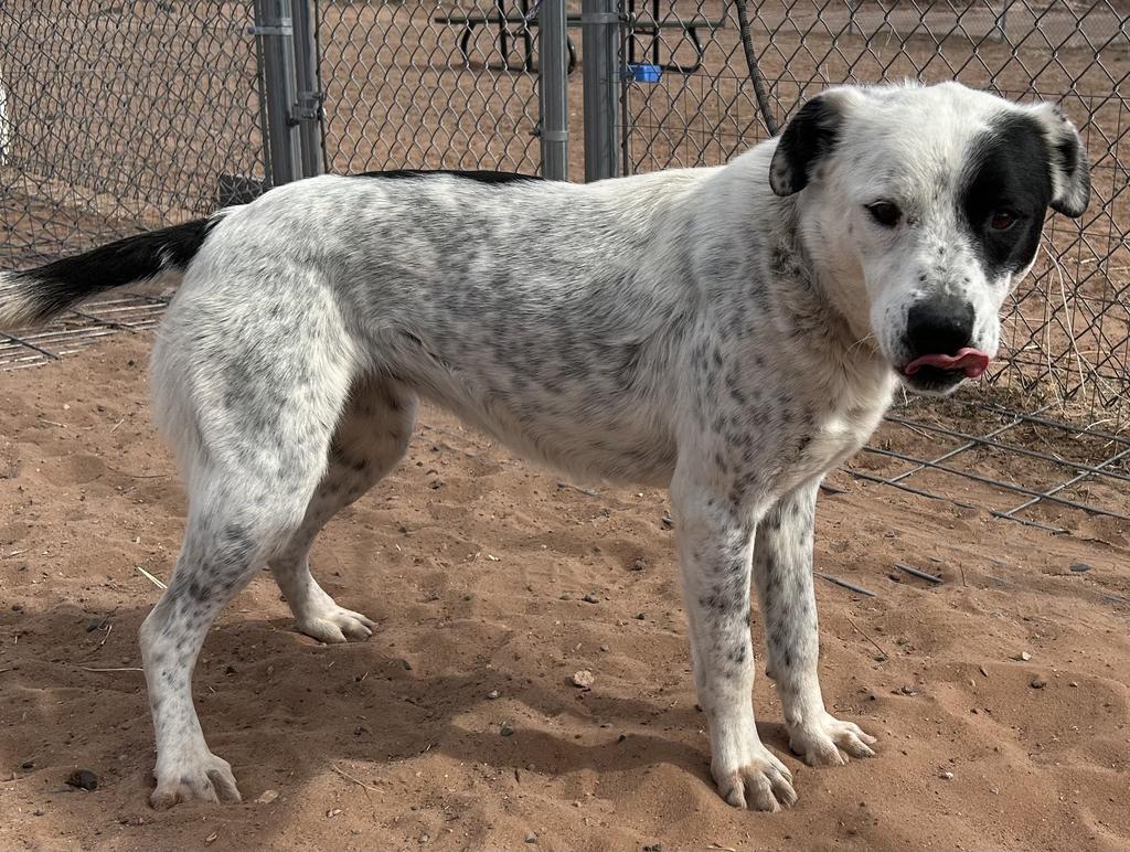 Lola, an adoptable Cattle Dog in Holbrook, AZ, 86025 | Photo Image 1