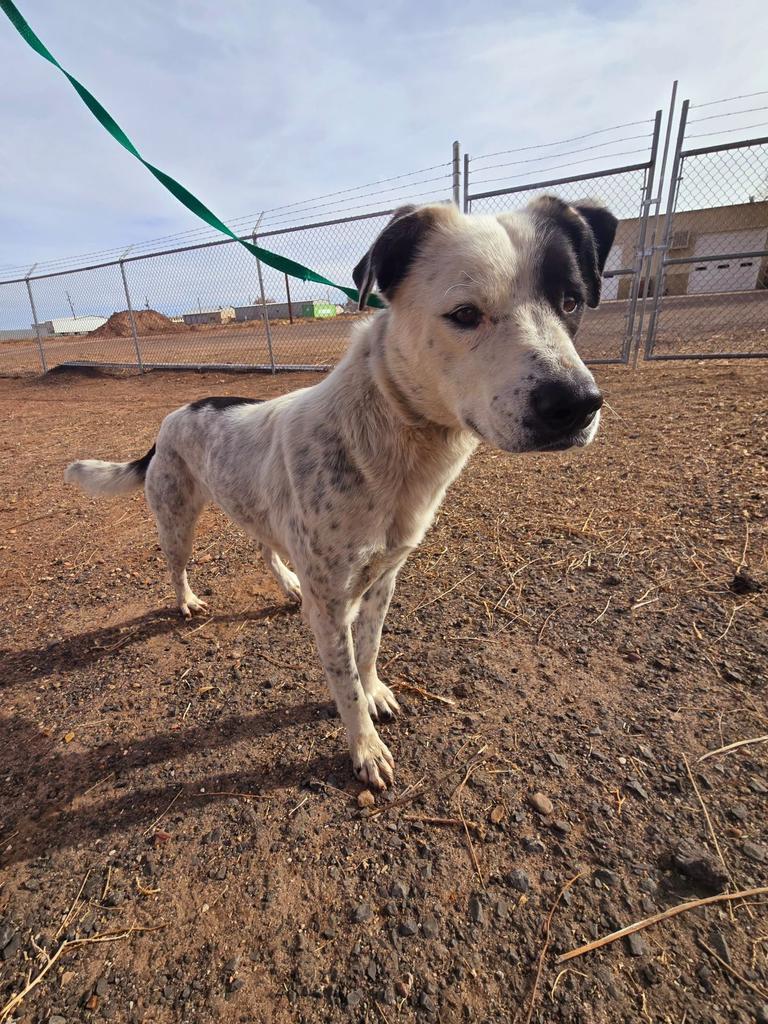 Lola, an adoptable Cattle Dog in Holbrook, AZ, 86025 | Photo Image 2