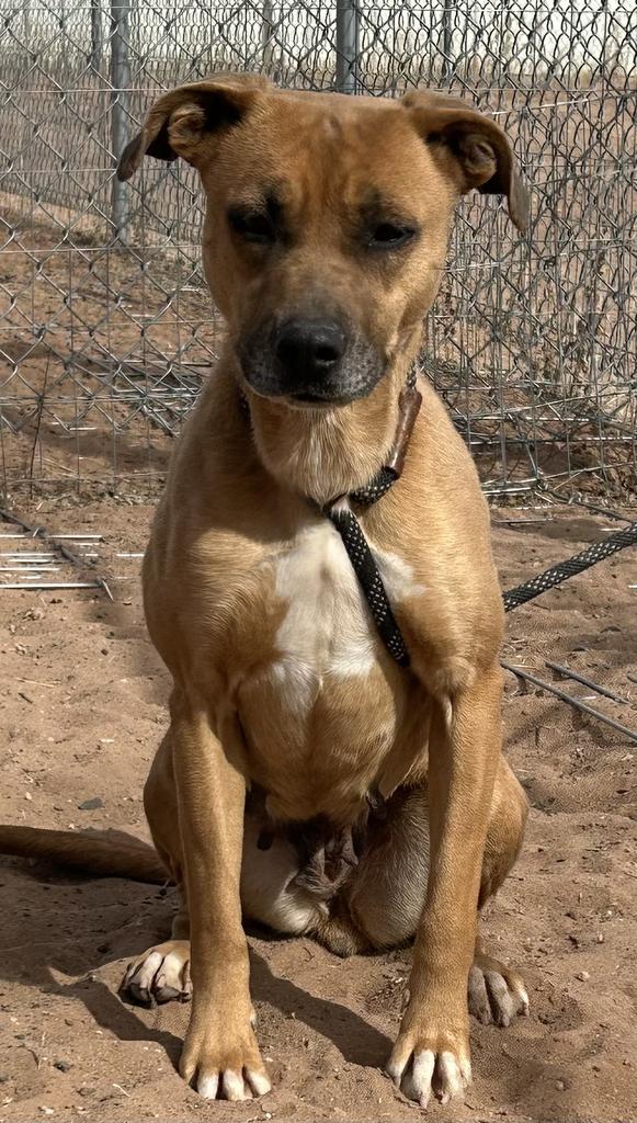 Ma, an adoptable Mixed Breed in Holbrook, AZ, 86025 | Photo Image 1