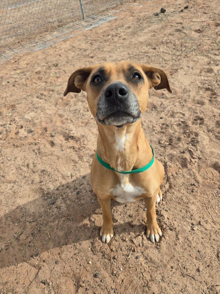 Ma, an adoptable Mixed Breed in Holbrook, AZ, 86025 | Photo Image 2