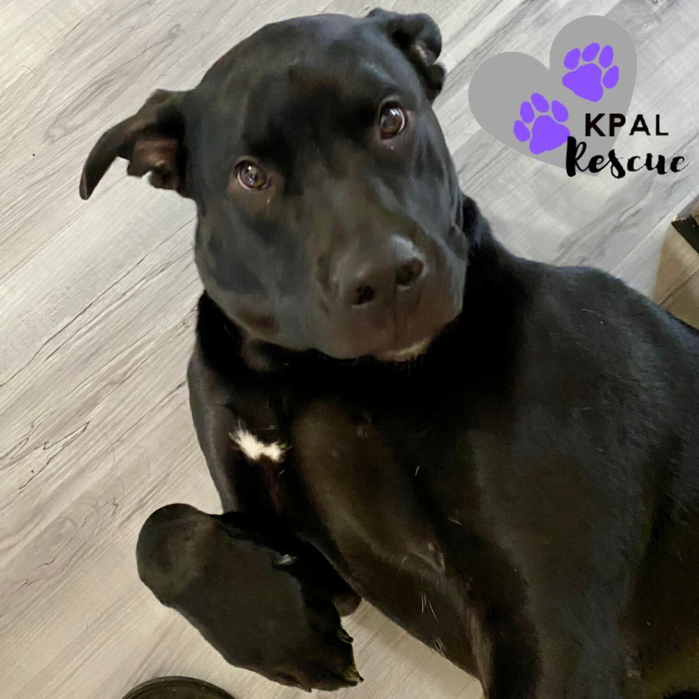 Jameson - Irish Drinks Litter, an adoptable Mixed Breed in Kenai, AK, 99611 | Photo Image 1