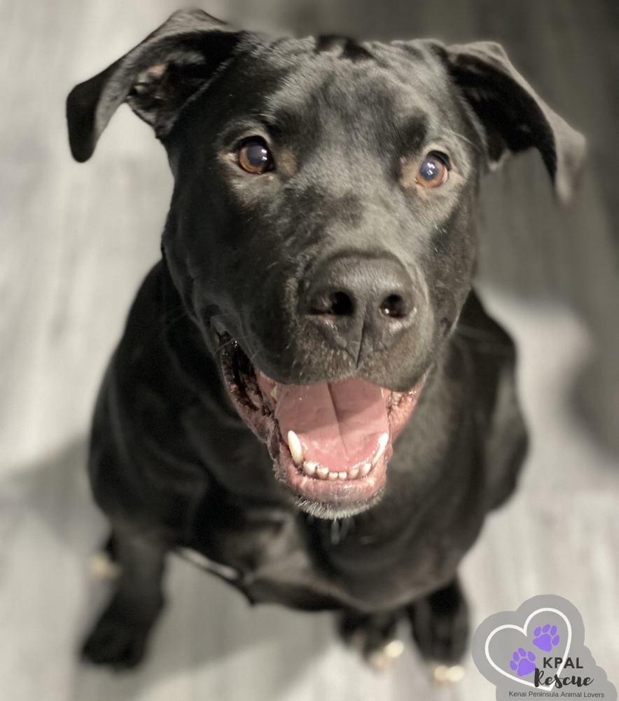 Jameson - Irish Drinks Litter, an adoptable Mixed Breed in Kenai, AK, 99611 | Photo Image 2
