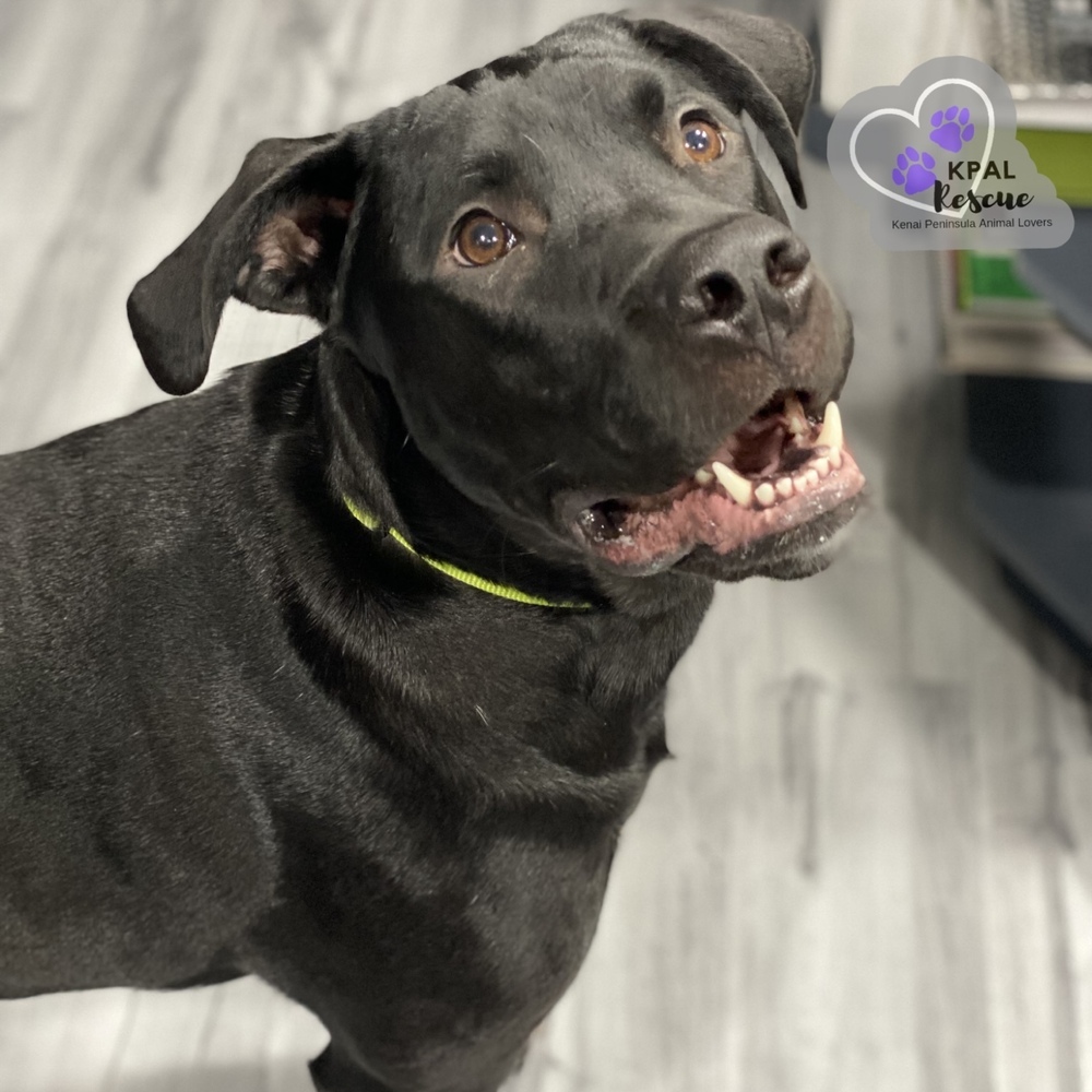 Jameson - Irish Drinks Litter, an adoptable Mixed Breed in Kenai, AK, 99611 | Photo Image 4