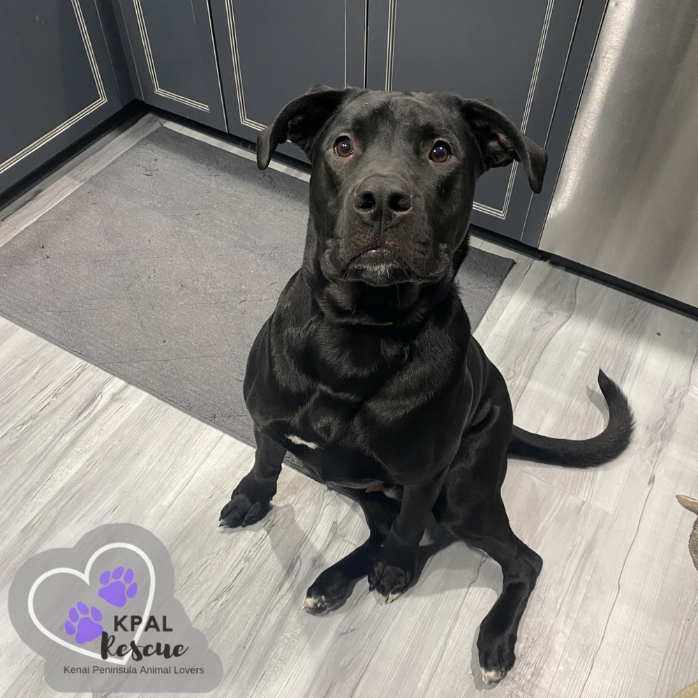 Jameson - Irish Drinks Litter, an adoptable Mixed Breed in Kenai, AK, 99611 | Photo Image 5