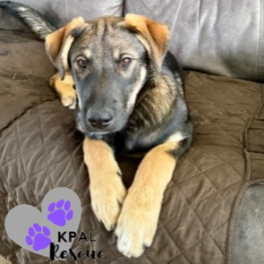 Ice Skater - Fun in the Snow Litter, an adoptable Mixed Breed in Kenai, AK, 99611 | Photo Image 1