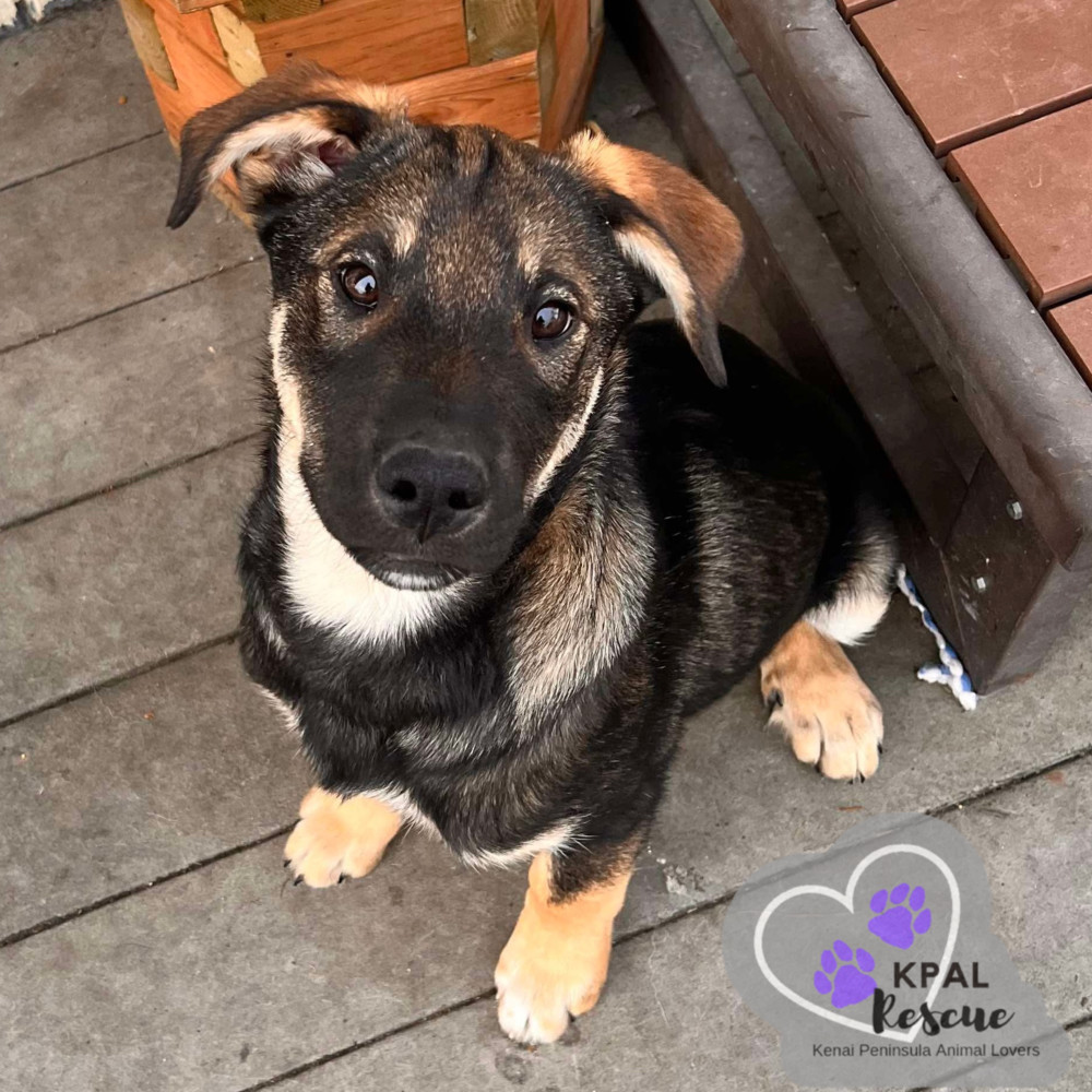 Ice Skater - Fun in the Snow Litter, an adoptable Mixed Breed in Kenai, AK, 99611 | Photo Image 2