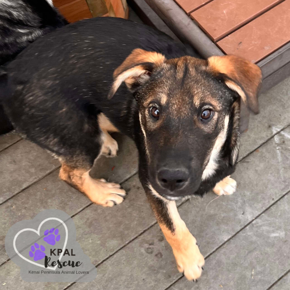 Ice Skater - Fun in the Snow Litter, an adoptable Mixed Breed in Kenai, AK, 99611 | Photo Image 4