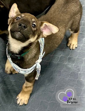 Ice Skater - Fun in the Snow Litter, an adoptable Mixed Breed in Kenai, AK, 99611 | Photo Image 6