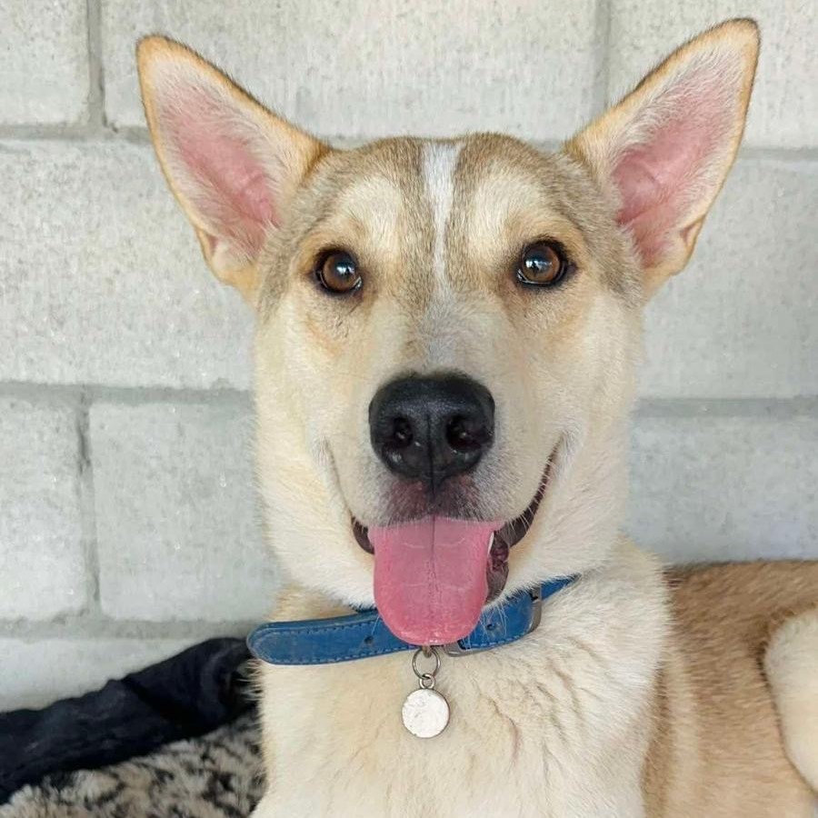 Big Mac, an adoptable Carolina Dog, Jindo in San Diego, CA, 92130 | Photo Image 1