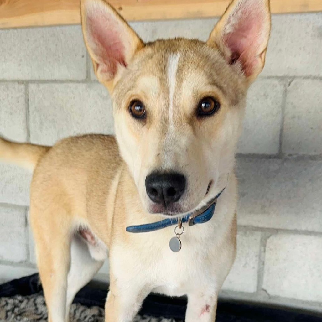 Big Mac, an adoptable Carolina Dog, Jindo in San Diego, CA, 92130 | Photo Image 2