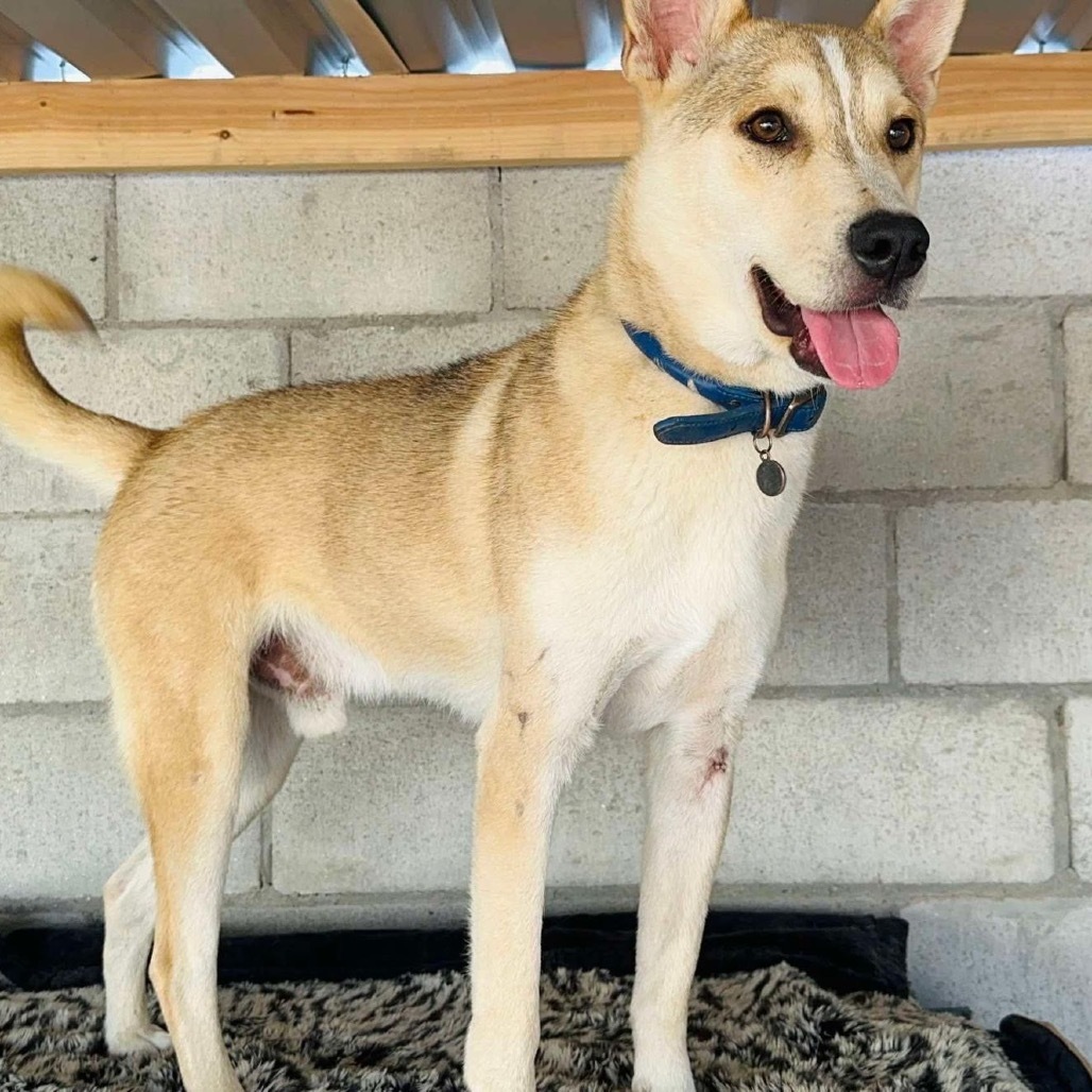 Big Mac, an adoptable Carolina Dog, Jindo in San Diego, CA, 92130 | Photo Image 3
