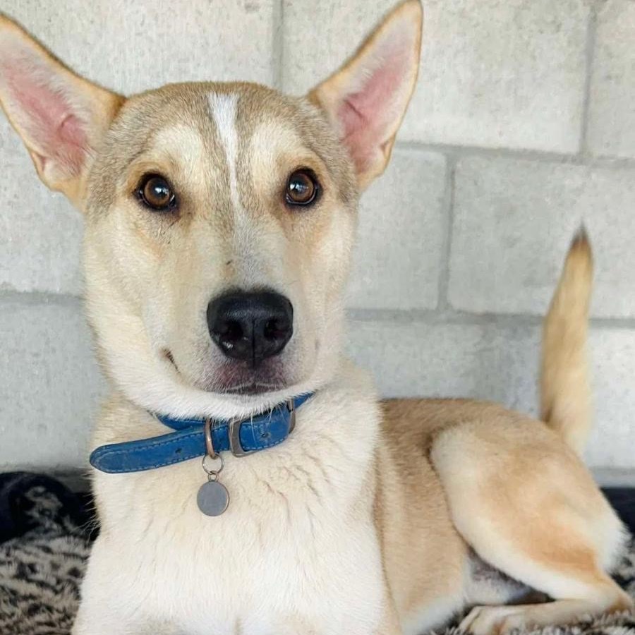 Big Mac, an adoptable Carolina Dog, Jindo in San Diego, CA, 92130 | Photo Image 4