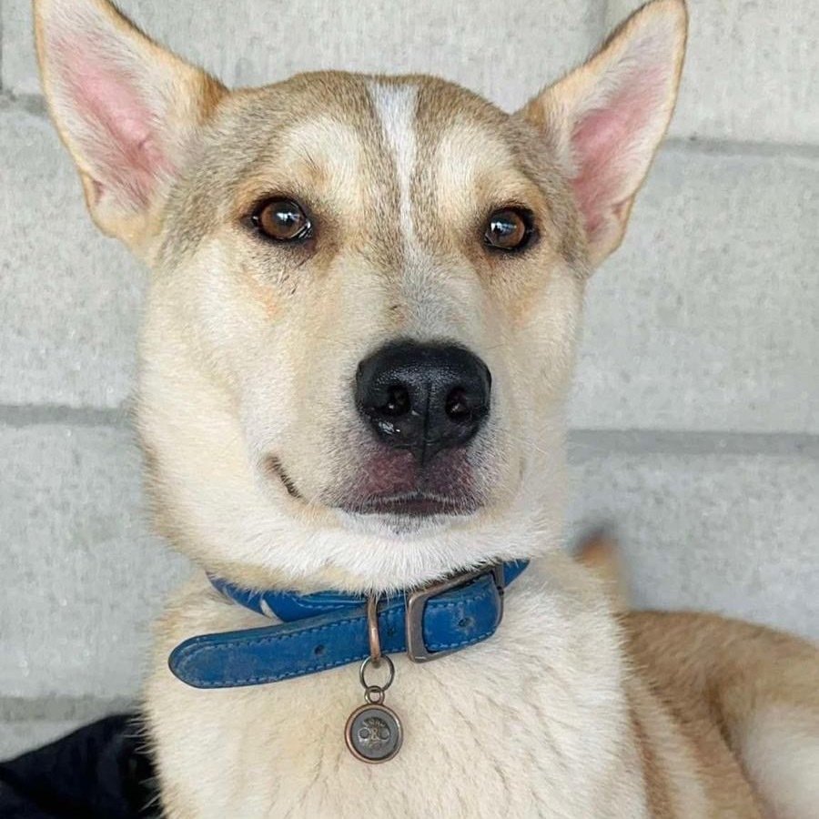 Big Mac, an adoptable Carolina Dog, Jindo in San Diego, CA, 92130 | Photo Image 5