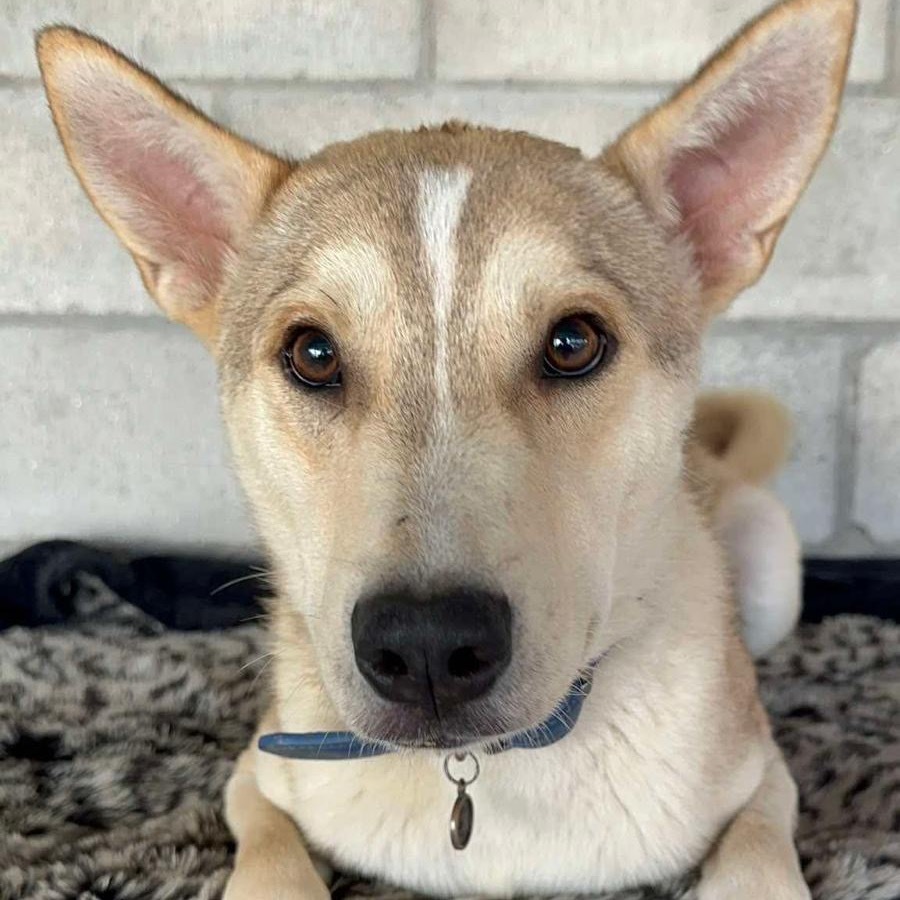 Big Mac, an adoptable Carolina Dog, Jindo in San Diego, CA, 92130 | Photo Image 6